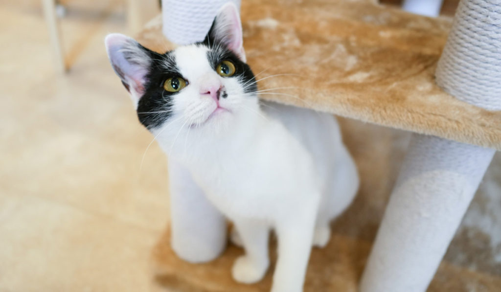 埼玉県蓮田市の保護猫シェルター カフェ Happy Wildcats ハッピー