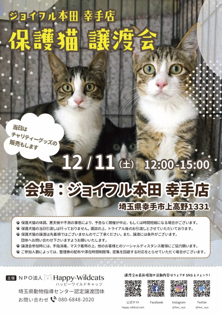 ジョイフル本田 幸手店にて保護猫譲渡会