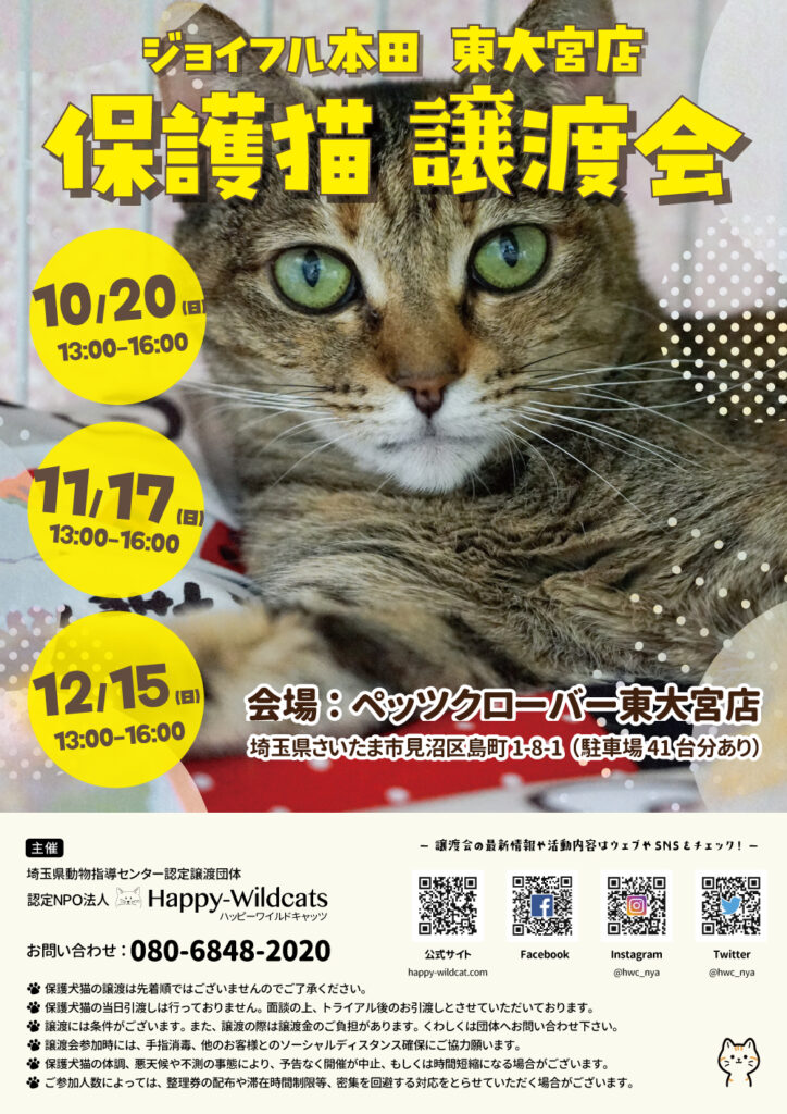 ジョイフル本田東大宮店 保護猫譲渡会のお知らせ